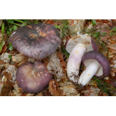 Мицелий Сыроежки сине-желтой (Russula cyanoxantha)